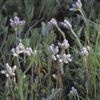 Antennaria neglecta