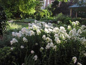 Phlox paniculata 'David'