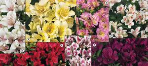 Alstromeria 'Inticancha®'