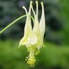 Aquilegia canadensis 'Corbett'