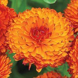 Calendula 'Neon'