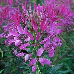 Cleome 'Queen Violet' Cleome 'Queen Violet'
