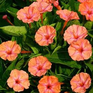Mirabilis 'Salmon Sunset' Mirabilis 'Salmon Sunset'