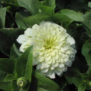 Zinnia elegans 'Magellan Ivory' Zinnia elegans 'Magellan Ivory'