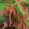 Amaranthus 'Coral Fountain'