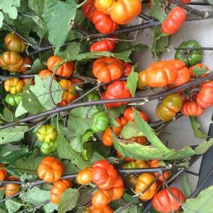 Solanum integrifolium 'Pumpkin on a Stick' Solanum integrifolium 'Pumpkin on a Stick'