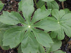 Podophyllum peltatum Podophyllum peltatum