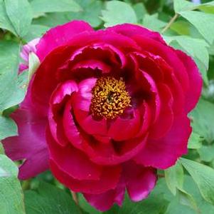 Peony, Tree suffruticosa 'Red' Peony, Tree suffruticosa 'Red'