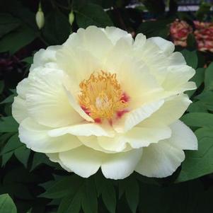 Peony, Tree suffruticosa 'Yellow' Peony, Tree suffruticosa 'Yellow'