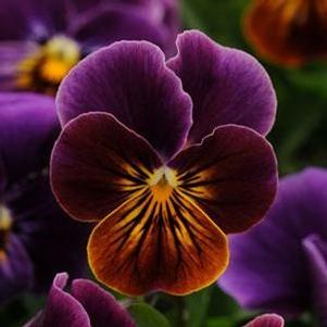 Viola 'Sorbet Antique Shades' Viola 'Sorbet Antique Shades'