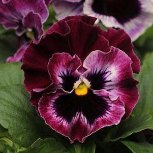 Pansy 'Frizzle Sizzle Raspberry' Pansy 'Frizzle Sizzle Raspberry'