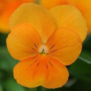 Viola 'Sorbet Orange' Viola 'Sorbet Orange'