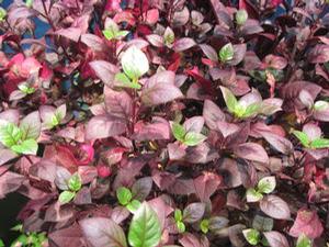 Alternanthera d. 'Little Ruby'