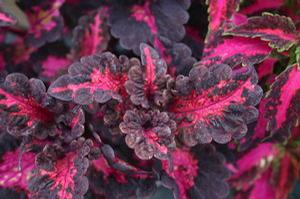 Coleus 'Songbird'