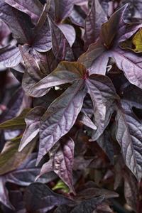 Ipomoea b 'Sweet Caroline Raven' Ipomoea b 'Sweet Caroline Raven'