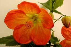 Abutilon 'Lucky® Lantern Tangerine'
