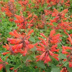 Agastache 'Nectar™ Orange'