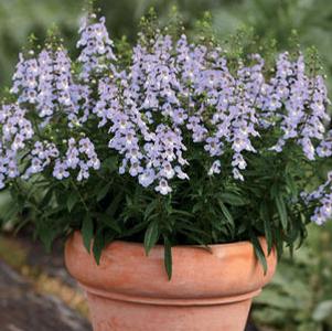 Angelonia 'Sungelonia™ Blue'