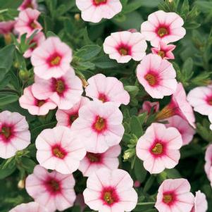 Calibrachoa 'Superbells® Cherry Blossom' Calibrachoa 'Superbells® Cherry Blossom'
