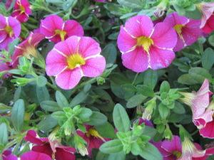 Calibrachoa 'Superbells™ Cherry Star'