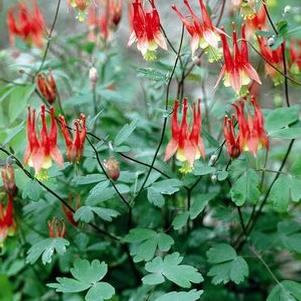 Aquilegia canadensis 'Little Lanterns'