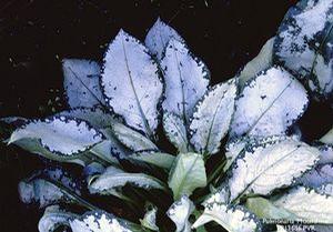 Pulmonaria  'Moonshine'