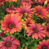 Osteospermum 'Cape Daisy® Fire Burst'