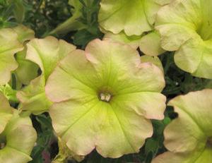 Petunia 'Suncatcher™ Pink Lemonade'