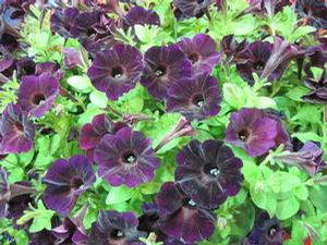 Petunia 'Sweetunia® Bordeaux'