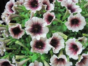 Petunia 'Sweetunia® Mystery'
