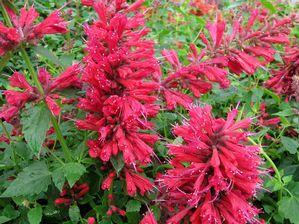 Agastache 'Nectar™ Raspberry'
