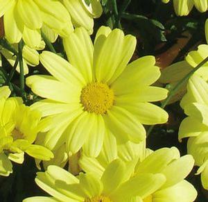 Argyranthemum 'Flutterby Yellow™'