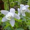 Aquilegia flabellata 'Nana Alba'