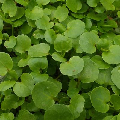 Watercress Watercress