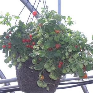 Tomato 'Cherry Cascade' Tomato 'Cherry Cascade'