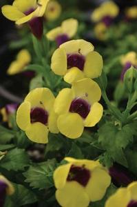 Torenia 'Catalina® Gilded Grape' Torenia 'Catalina® Gilded Grape'