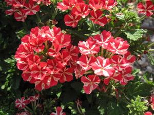 Verbena 'Estrella 'Voodoo Star''
