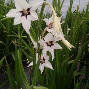 Acidanthera murielae