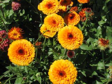 Calendula 'Maya Orange' Calendula 'Maya Orange'