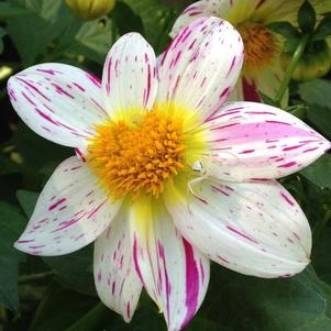 Dahlia 'Fireworks' Dahlia 'Fireworks'