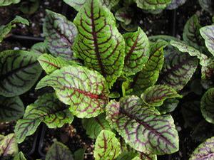 Rumex sanguineus ssp. sanguineus Rumex sanguineus ssp. sanguineus