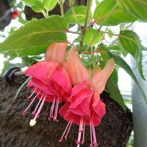 Fuchsia 'Giant Orange King' Fuchsia 'Giant Orange King'