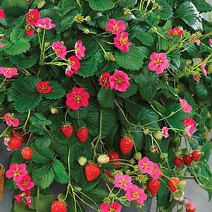 Strawberry 'Toscana' Strawberry 'Toscana'