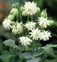 Aquilegia vulgaris 'Lime Sorbet'
