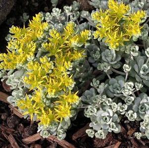 Sedum spathulifolium 'Cape Blanco'
