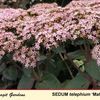 Sedum  'Matrona'