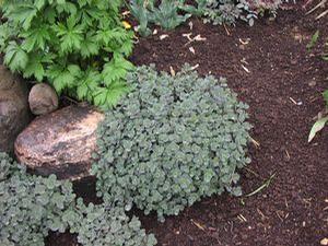 Sedum  'Sunset Cloud'