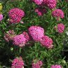 Achillea x 'Royal Tapestry'
