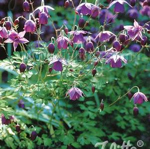 Semiaquilegia ecalcarata Semiaquilegia ecalcarata