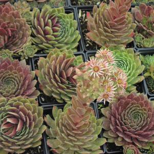 Sempervivum arachnoidium 'Kalinda' Sempervivum arachnoidium 'Kalinda'
